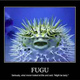 Illustration for article titled FUGU ME!